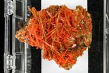 Bright Orange Crocoite Crystal Cluster - Tasmania #148509-3